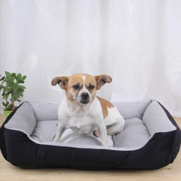 Dog bed internet famous