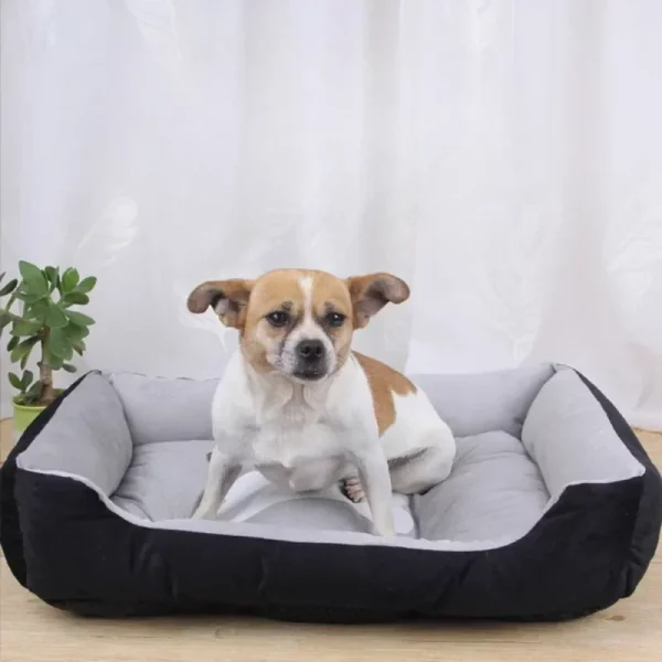 Dog bed famous pet